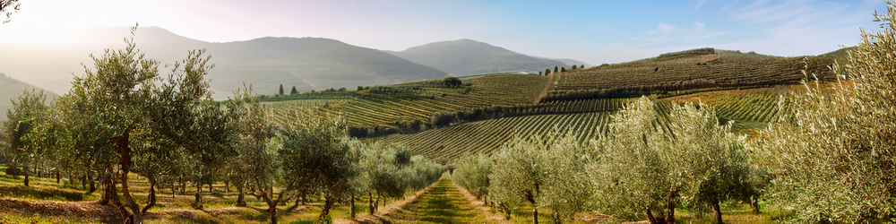 olivove haje v apulii 2